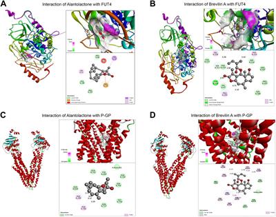 Corrigendum: Sesquiterpene lactones attenuate paclitaxel resistance via inhibiting MALAT1/STAT3/ FUT4 axis and P-Glycoprotein transporters in lung cancer cells